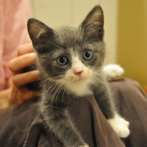 Fundraising Page: Eagle Fang Racers